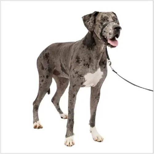 Vista 3 de Collar de cabeza suave líder de entrenamiento para perros anti tirones para caminar elige el tamaño (pequeño - negro)