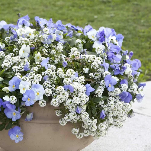 Vista 6 de Eden Brothers Alyssum Seeds - Cesta de Oro