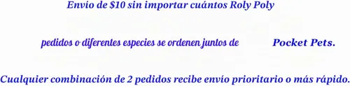 Vista 6 de HippoPolyus vivos (insectos vivos) Para llevar en el bolsillo como mascota (en una caja apta)
