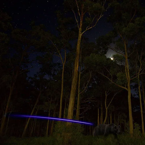 Vista 4 de Reikawa S - Nocks iluminados para flechas con .244 golpes de luz que se encienden automáticamente al disparar, paquete de 6