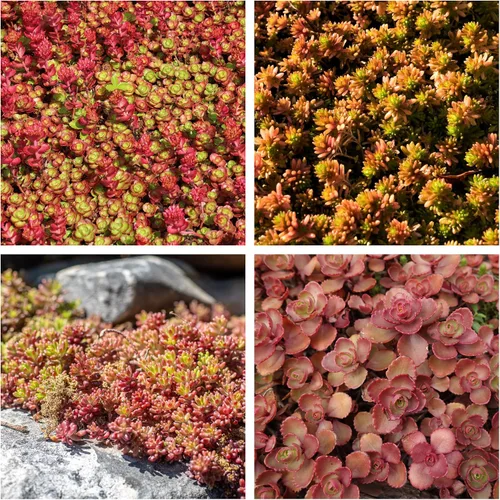 Vista 5 de 150 Semillas de flores suculentas de Sedum Stonecrop Mixtas Rojo, Blanco, Amarillo, Rosa, Púrpura