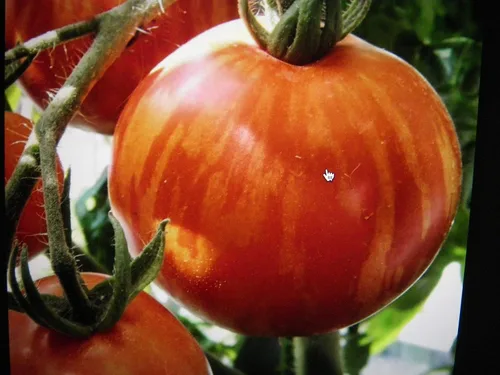 Vista 4 de Tigerella Beefsteak Tomate Gigante Determinado Vegetal No GMO para Plantar (50 Semillas)
