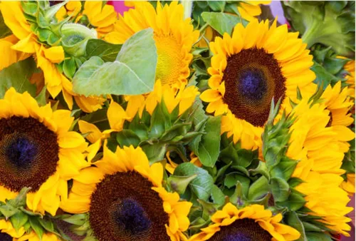 Vista 5 de 500 semillas de girasol mixtas para plantar, semillas de girasol tradicionales sin OMG de alta calidad para plantar en jardines y paisajismo, mejora