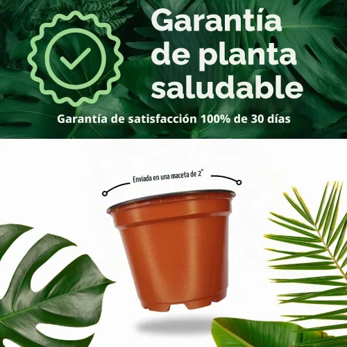 Vista 9 de BubbleBlooms Planta de dinero chino Pilea Peperomioides en maceta de 2 pulgadas