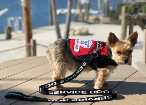 Vista 7 de Correa para perros de servicio, incluye 5 tarjetas de folleto de ley federal, se puede utilizar con o sin un chaleco para perros de servicio