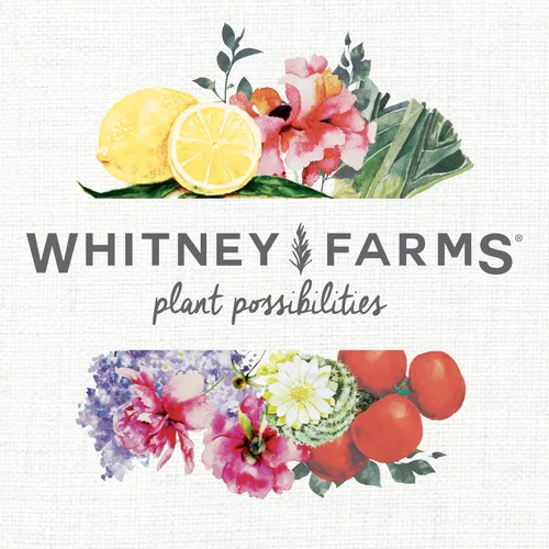 Vista 10 de Whitney Farms Suelo orgánico para macetas: mezcla natural para contenedores para interiores y exteriores, tierra orgánica para macetas