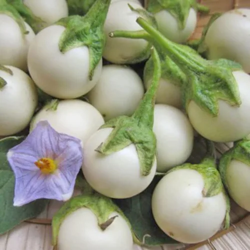 Vista 3 de 30 semillas de berenjena africana redonda blanca, Ca Phao Trang, semillas de berenjena blanca, adornos de plantación de jardín perenne, regalos