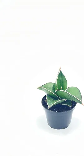 Vista 4 de BubbleBlooms Sansevieria Samurai - Planta de serpiente de espada azul enana en una maceta de 2 pulgadas, mini-duendecillo