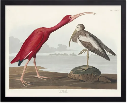 Vista 119 de Poster Master Póster vintage de James Audubon – Impresión retro de amargo americano – Arte de aves de América – Regalo para hombres, mujeres