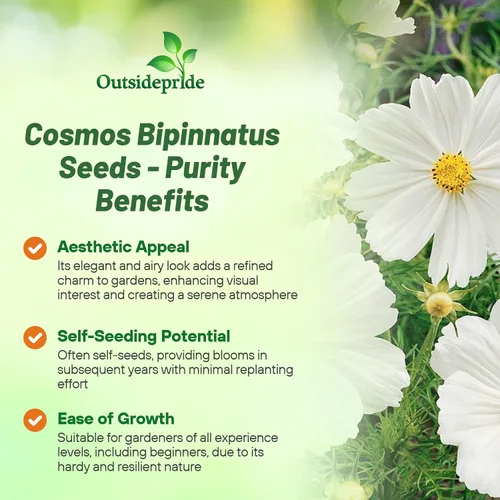 Vista 3 de Outsidepride Purity Cosmos Bipinnatus Seeds - 1000 semillas anuales, fáciles de cultivar y tolerantes a la sequía para plantar con follaje similar a