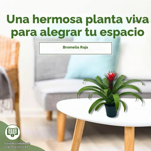 Vista 4 de BubbleBlooms Bromelia roja en una olla de 4 pulgadas Guzmania monostachia