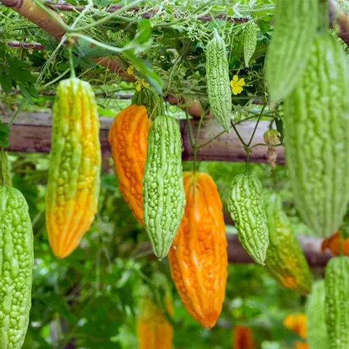 Vista 2 de 45 semillas de melón amargo para plantar semillas de calabaza amarga reliquia de amargo sin OMG