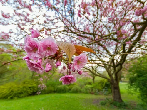 Vista 4 de Kwanzan - Cerezo japonés con flores - Planta viva de 8 a 14 pulgadas de alto - maceta de 2.5 pulgadas Flor de cerezo ornamental rosa - Prunus