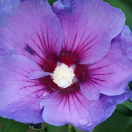 Vista 3 de Paraplu Violet - Rosa de Sharon - Hibisco - Maceta de 4" - Proven Winners