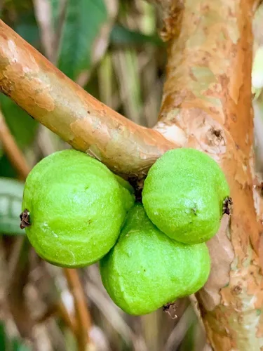 Vista 8 de Planta de maceta de árbol frutal de uva brasileña de hoja grande Plinia Aureana de Jaboticaba blanca