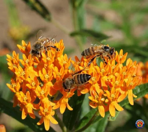 Vista 5 de 40 semillas de algodoncillo mariposa Asclepias tuberosa nativa perenne para monarcas