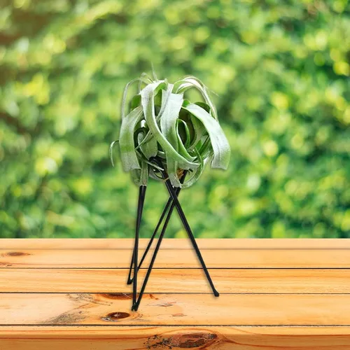 Vista 7 de ljhnba Soporte para plantas de aire de estilo nórdico, soporte de maceta de metal, soporte geométrico de hierro Tillandsia, exhibición de arte