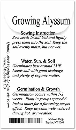 Vista 3 de MySeeds.Co - Paquete grande – (60,000 +) semillas de alfombra real Alyssum – Lobularia maritima fragante – Atrae abejas melíferas y mariposas