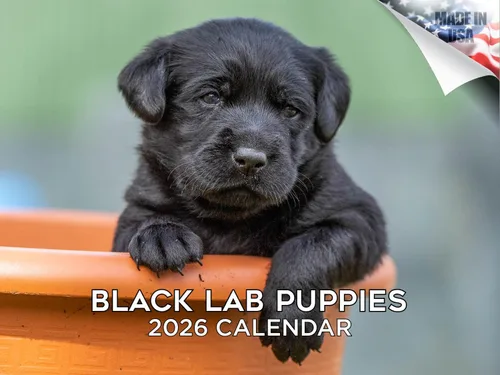 Vista 228 de Calendario de Lebrel Afgano 2025 2026, calendario mensual de pared de raza canina, 12" x 18" abierto, papel grueso sin traspaso, ideal para regalo