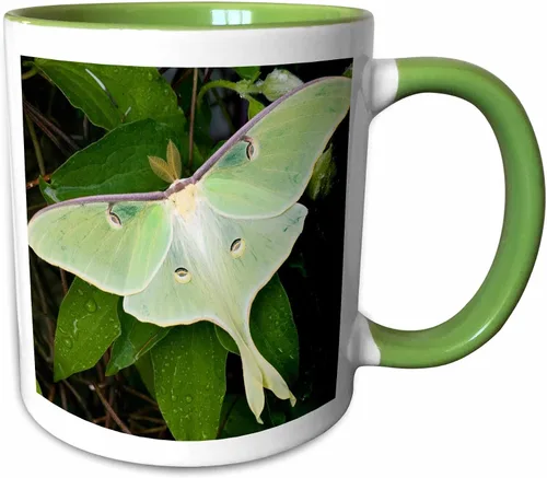 Vista 11 de Danita Delimont – Insectos – Luna Moth On Carnaby Clematis, Clematis SP, Marion Co. IL – Tazas, Negro/Blanco