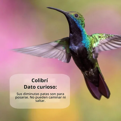 Vista 7 de Polvo de néctar de colibrí naturalmente fresco con defensor de néctar