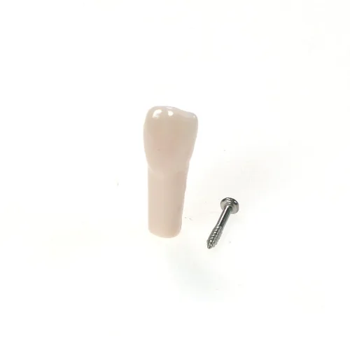 Vista 9 de 32 piezas de dientes Typodont extraíbles para dientes Typodont modelo compatible con Kilgore Nissin práctica dental y enseñanza (28 dientes)