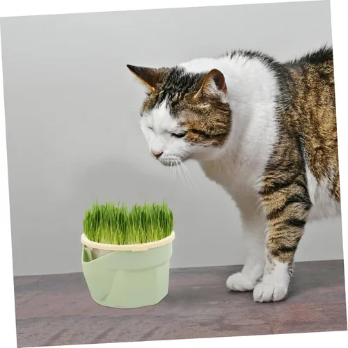 Vista 2 de Mipcase Plantas de interior Gato Hierba Taza Hidropónica Plantas Hidropónicas Plantas Hidropónicas Gato Plantador Plantador Mascotas Hierba