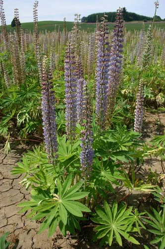 Vista 5 de Semillas altas de altramuz de hoja grande para plantar, más de 50 semillas de flores silvestres por paquete, semillas de jardín de Isla