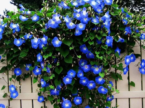 Vista 8 de Blue Morning Glory - Semillas de vid trepadoras para plantar Hermosa vid floreciente (1,000 semillas)