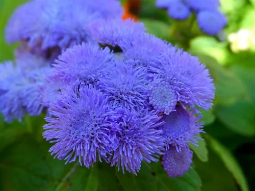 Vista 2 de Ageratum Blue Ageratum houstonianum - Semillas de jardín de visón azul para plantar más de 400 semillas