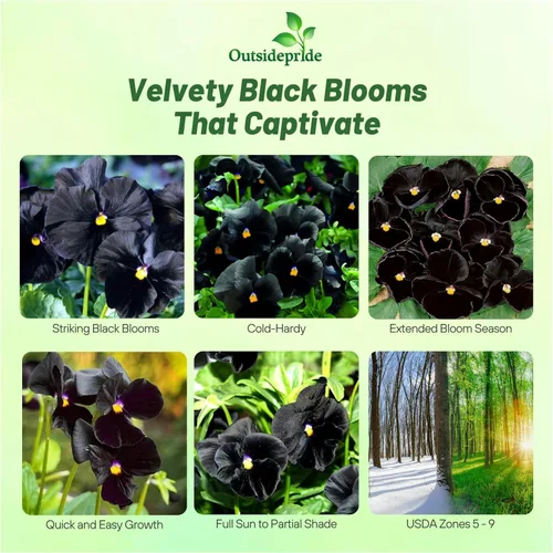 Vista 2 de Outsidepride Semillas de Viola Negra Pensamiento para Plantar - 1,000 Piezas. Plantas bianuales, trepadoras, resistentes al frío y amigables