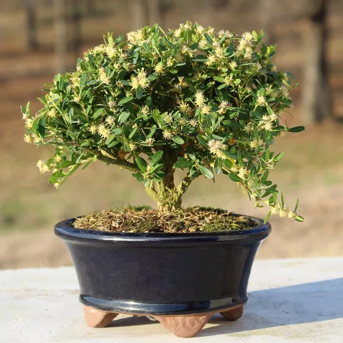 Vista 6 de Brussel's Bonsai - Árbol bonsái para interiores, S