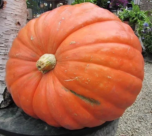 Vista 2 de Big Max - Semillas de calabaza (Cucurbita Maxima) – Calabazas gigantes para decoración de otoño, tallado y horneado Variedad sin OMG, alto