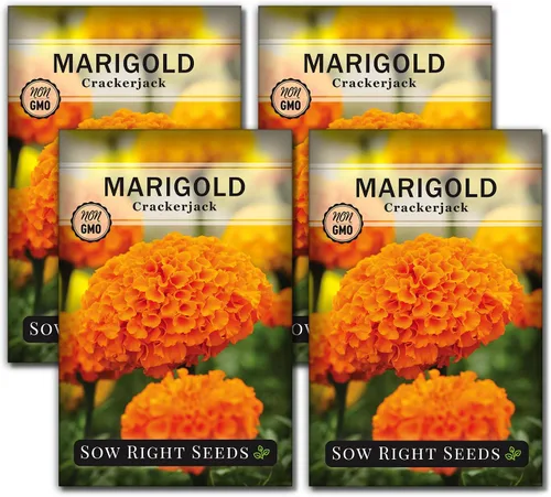 Vista 9 de Semillas de semillas de caléndula africana Crackerjack para plantar flores, paquete de 2 Plants non-GMO heirloom annual variety for outdoor home