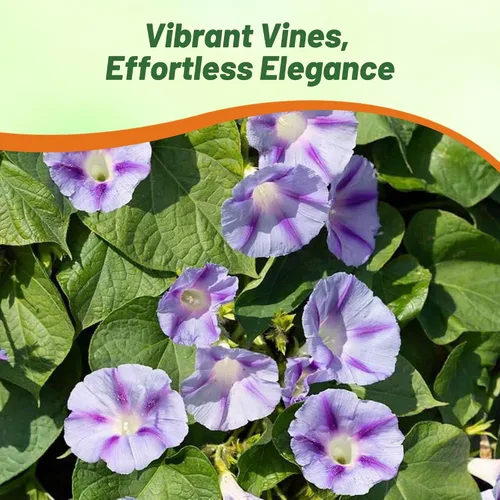 Vista 6 de Outsidepride 250 Semillas Anuales Ipomoea Purpurea Morning Glory Caprice Climbing Vine Flower Seeds para plantar
