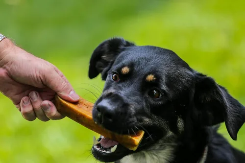 Vista 8 de Top Dog Chews Queso de yak del Himalaya mediano para perros, 100% naturales y de larga duración, palitos de queso digeribles y sin gluten, vendido