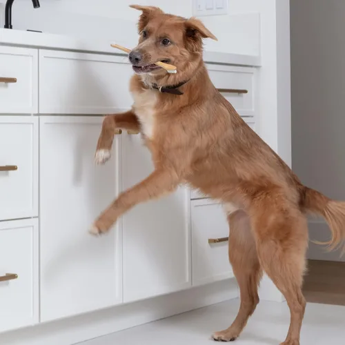 Vista 8 de Cepillo de dientes para perros y gatos, bambú de dos caras