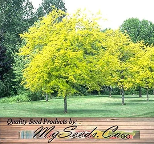 Vista 6 de Big Pack by MySeeds.Co