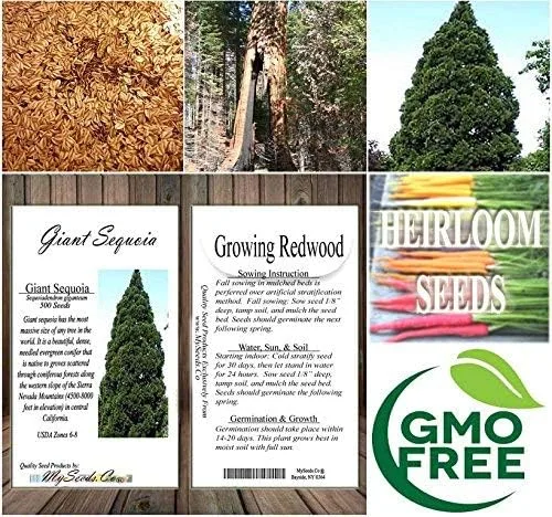 Vista 8 de Semillas para árbol de pino sin transgénicos de MySeeds.Co