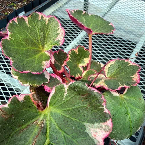 Vista 5 de Saxifraga stolonifera 'Variegata', Begonia de fresa abigarrada, geranio de fresa abigarrada, planta de interior, Fácil de propagar