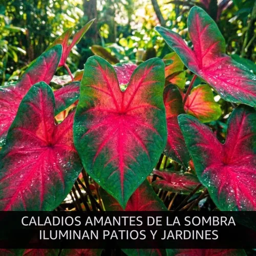 Vista 5 de Bulbos de Caladium Scarlet Arrow para Plantar - Excelentes Plantas de Interior (6 Bulbos)
