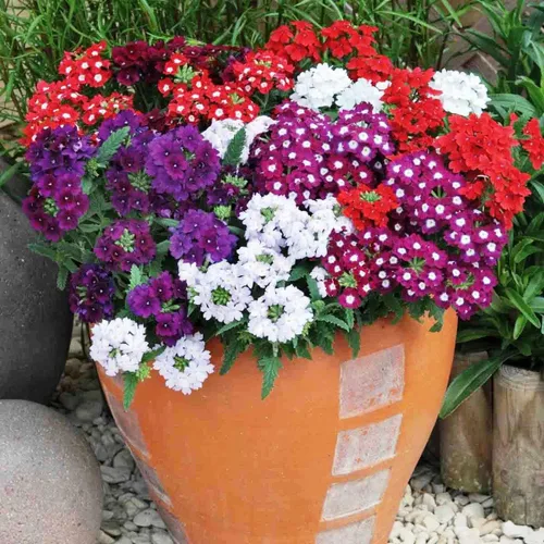 Vista 2 de Semillas Flores Verbena Hybrid Mix - 125 Semillas