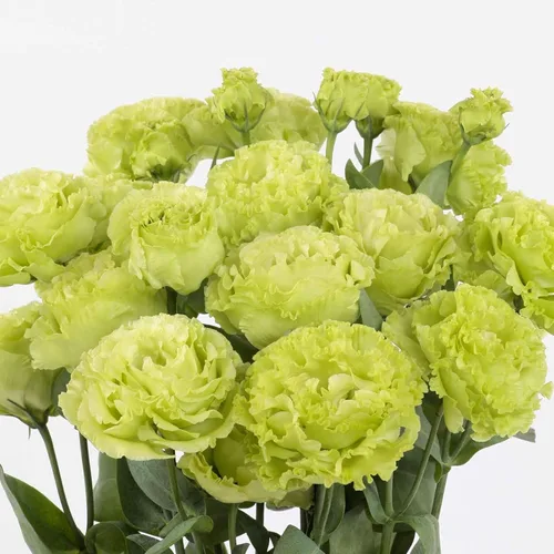 Vista 2 de Eden Brothers Lisianthus Seeds - Rosanne Green (F1)