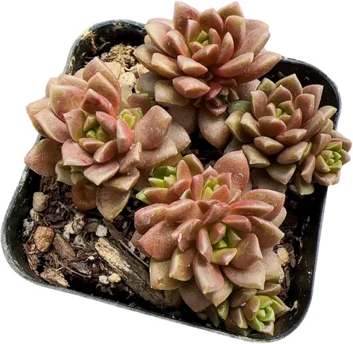 Vista 7 de Cactus vivo y plantas suculentas (maceta de 2 pulgadas Crassula Pubescens)