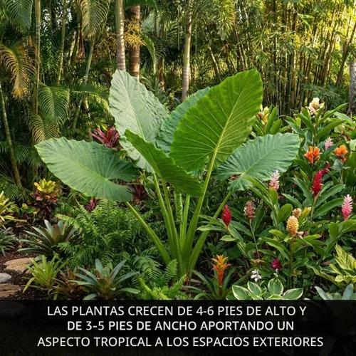 Vista 2 de Oreja de elefante gigante (3 bombillas) Colocasia Esculenta - Hermosos bulbos, tropicales