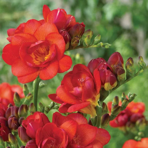 Vista 2 de Freesia Red Double Flower, Pack of 10 Bulbs