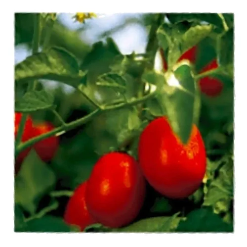 Vista 4 de Stanislaus, 74-40 filetes de tomate (tiras de tomates pelados), 102 oz