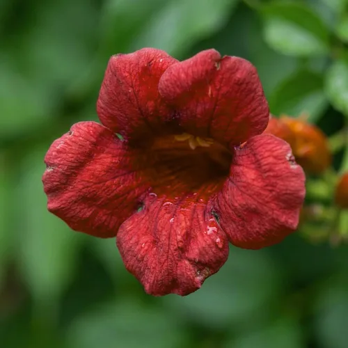 Vista 5 de Semillas de vid de trompeta de colibrí rojo oscuro Colibríes resistentes Love It jocad (20 semillas)