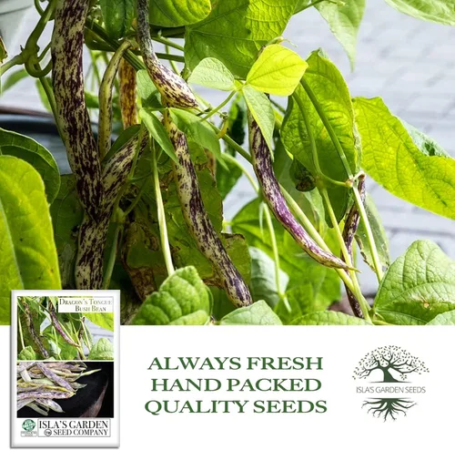Vista 4 de Semillas de frijol Dragon's Tongue Bush (Dragon Langerie) – Más de 25 semillas sin OMG y reliquias, Phaseolus vulgaris, cápsulas de crema coloridas