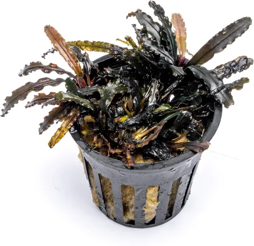 Vista 50 de SubstrateSource Bucephalandra Brownie Phantom - Planta de acuario viva – Decoración natural de pecera de agua dulce, decoración acuática